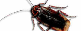 disinfestazione scarafaggi bologna